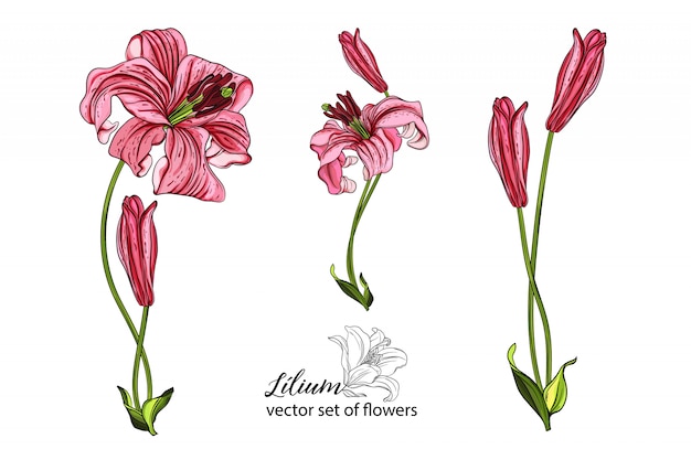 Vector conjunto de vectores de flores y capullos de lirio.