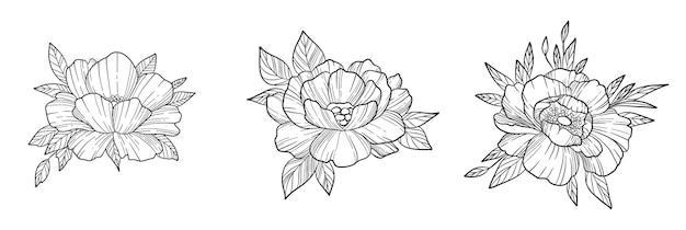 Conjunto de vectores de flores de peonía dibujados a mano. Ilustración vectorial