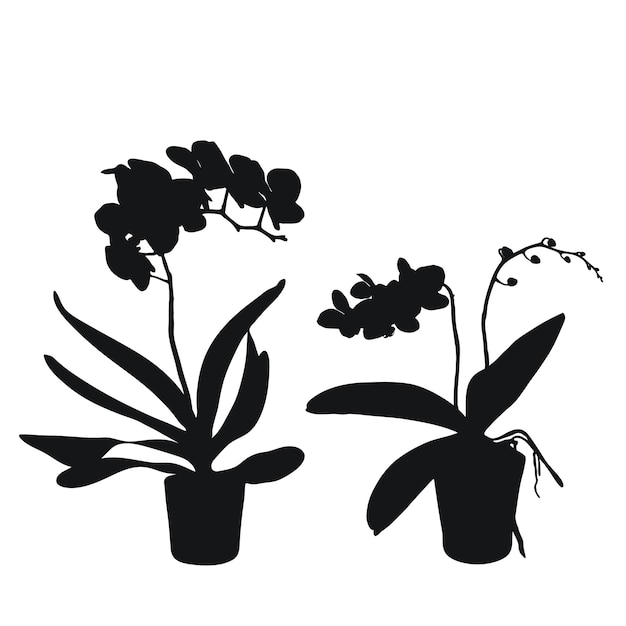 Vector conjunto de vectores flores realistas orquídeas phalaenopsis realismo siluetas modernas plantas maceta diseño plano