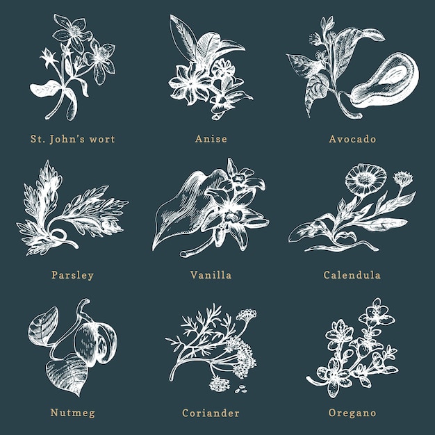 Conjunto de vectores de hierbas y especias dibujadas Ilustraciones botánicas de plantas ecológicas orgánicas Utilizadas para la etiqueta de la tienda de pegatinas de la granja, etc.