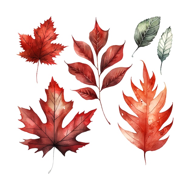 Conjunto de vectores de hojas de acuarela de otoño rojo elementos de diseño dibujados a mano