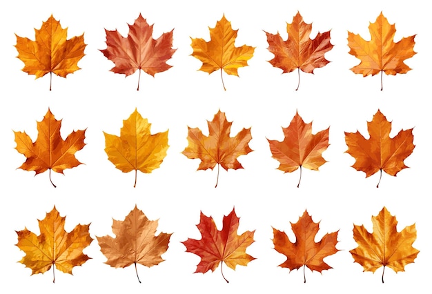 Conjunto de vectores de hojas de otoño aislados sobre fondo blanco