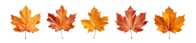 Conjunto de vectores de hojas de otoño aislados sobre fondo blanco