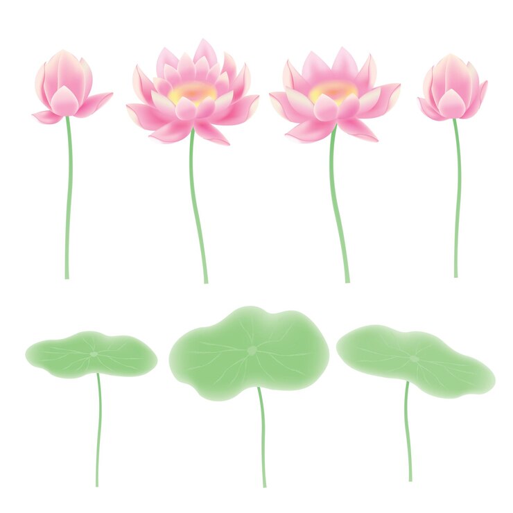 Conjunto de vectores de ilustración de hojas de loto y loto rosa