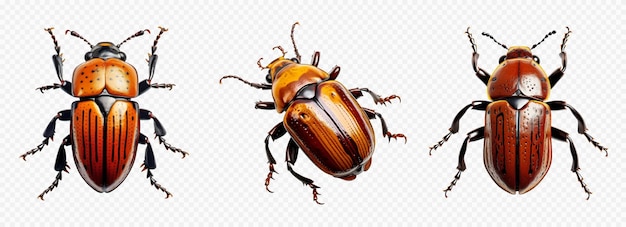 Conjunto de vectores de insectos escarabajo aislado en blanco