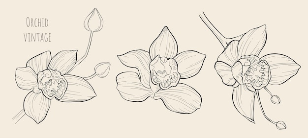 Conjunto de vectores lineales dibujados a mano flores y capullos de orquídeas vintage.