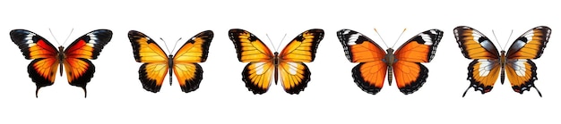 Conjunto de vectores de mariposas de color aislados en blanco