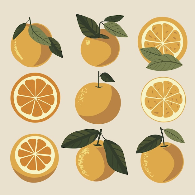 Vector conjunto de vectores de naranjas