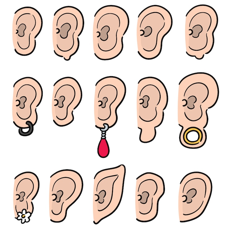 Vector conjunto de vectores de oreja