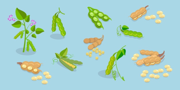 Conjunto de vectores planos isométricos 3d de alimentos proteicos de soja fresca directamente de la naturaleza