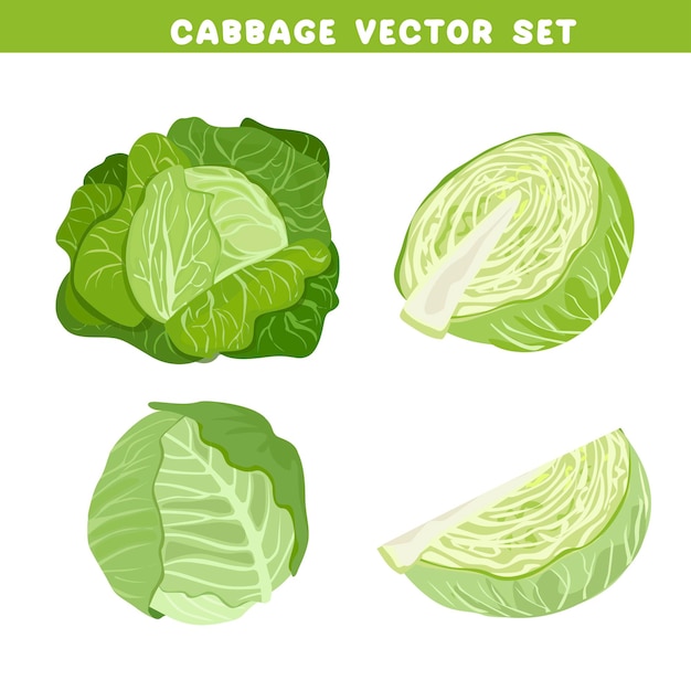 Vector conjunto de vectores de repollo todo y la mitad de la cabeza de repollo planta de hojas verdes vegetales vector plano