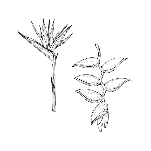 Conjunto de vectores tropicales con ilustraciones de flores de heliconia pájaro del paraíso o Strelitzia reginae