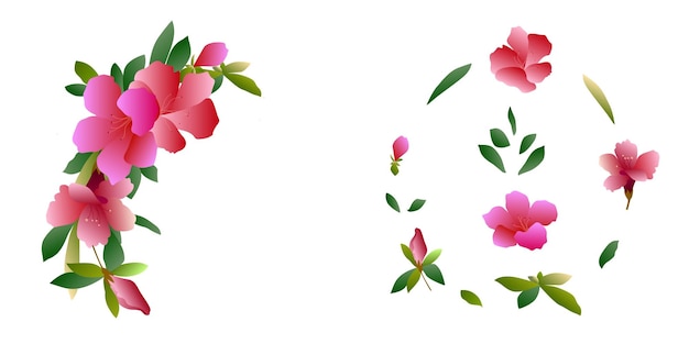 Vector conjunto de vectores de varias flores