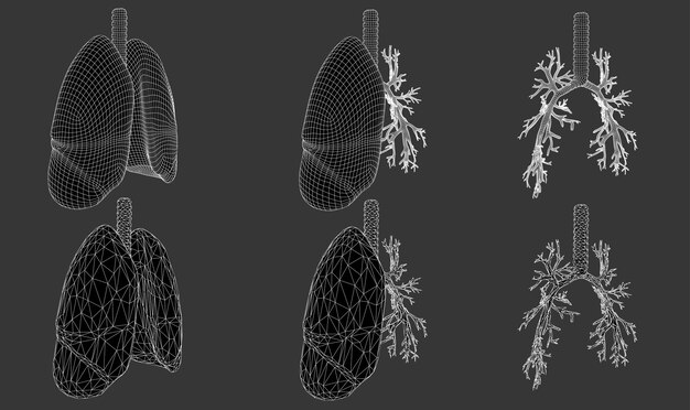 Conjunto vectorial 3D pulmones y bronquios aislados sobre fondo blanco Elemento para diseño médico