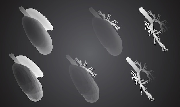 Conjunto vectorial 3D pulmones y bronquios aislados sobre fondo blanco Elemento para diseño médico