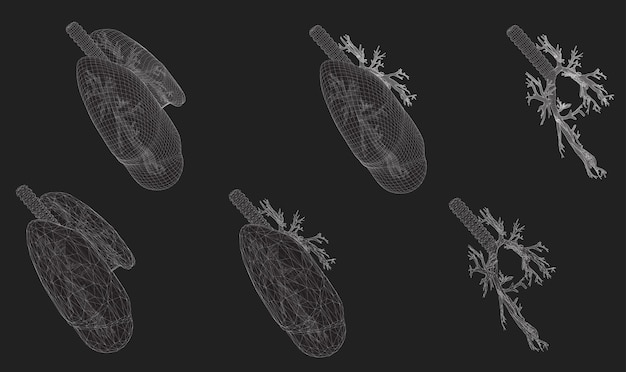 Conjunto vectorial 3D pulmones y bronquios aislados sobre fondo blanco Elemento para diseño médico