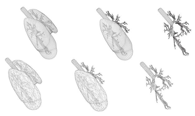 Conjunto vectorial 3D pulmones y bronquios aislados sobre fondo blanco Elemento para diseño médico