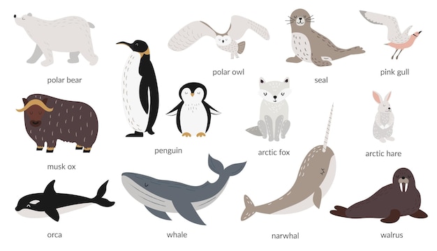 Conjunto vectorial de animales polares con nombres Animal ártico Mamíferos marinos y aves Objetos aislados