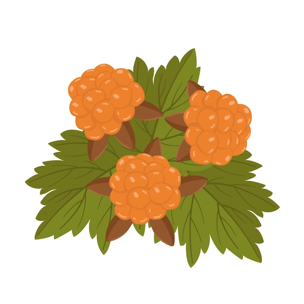 Conjunto vectorial con bayas y hojas de arándanos botánicos para tarjetas de felicitación y pancartas