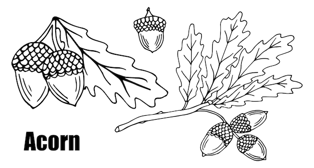 Conjunto vectorial de bellotas y hojas de roble. Dibujado a mano doodle bellota, hoja, roble - ilustración vectorial
