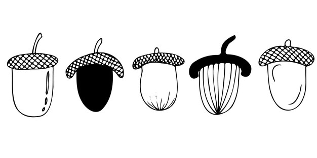Conjunto vectorial de bellotas con sombreros 5 piezas garabatos en blanco y negro aislados