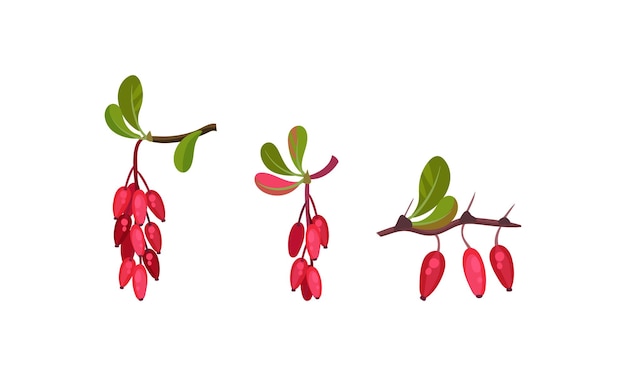Conjunto vectorial de berberes rojos o berberes colgantes en ramas de hojas