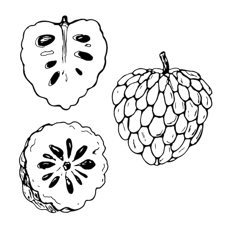 Conjunto vectorial blanco y negro de chirimoya aislado en un fondo blanco