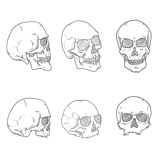 Conjunto vectorial de bocetos dibujados a mano Colección de huesos craneales humanos