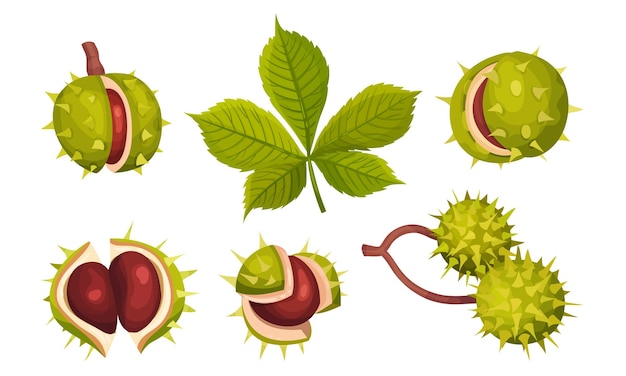 Conjunto vectorial de castañas en cáscara agrietada con puntas y hojas oblongas puntiagudas