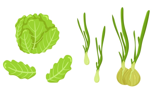 Conjunto vectorial de cebolla y lechuga iceberg aislados en fondo blanco Alimentos vegetarianos