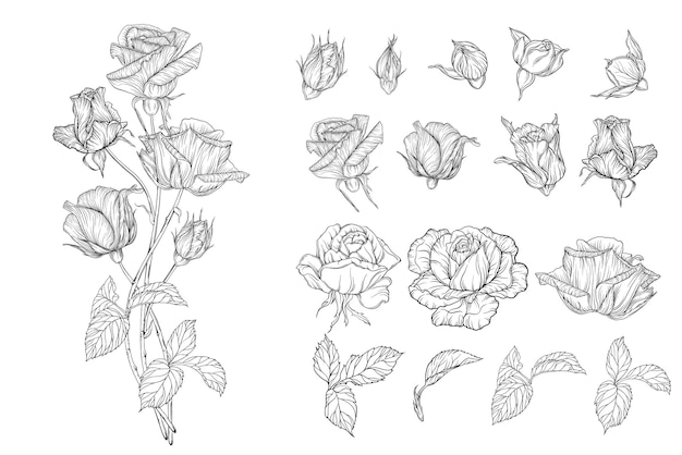 Conjunto vectorial de composiciones florales con flores color de rosa