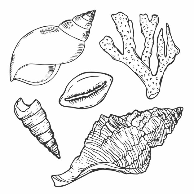 Conjunto vectorial de conchas marinas dibujado a mano sobre fondo blanco