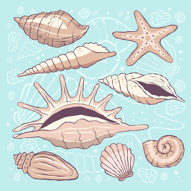 Conjunto vectorial de conchas marinas Elementos marinos coloridos Acuario océano y vida acuática submarina