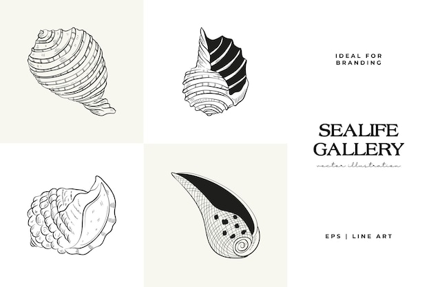 Conjunto vectorial dibujado a mano con bocetos realistas de varias conchas marinas estrellas de mar en negro