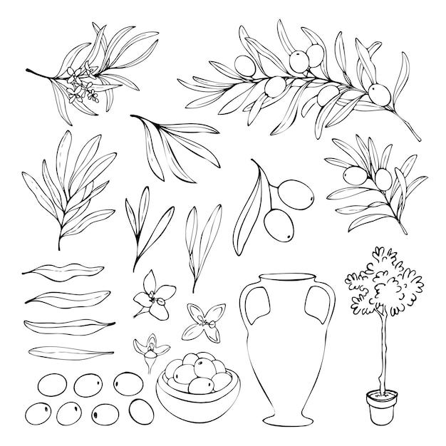 Conjunto vectorial dibujado a mano de flores de aceite de oliva aisladas sobre un fondo blanco