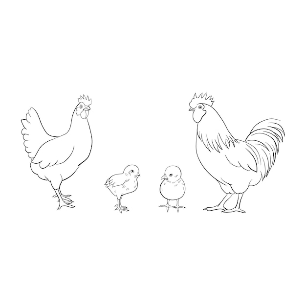 Conjunto vectorial de dibujos a mano de gallinas y huevos