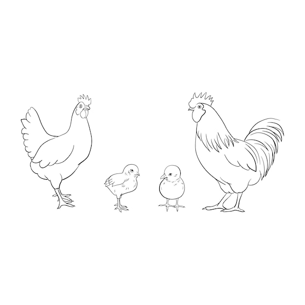 Vector conjunto vectorial de dibujos a mano de gallinas y huevos