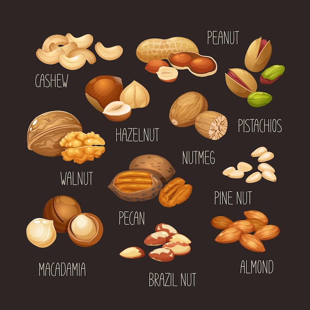 Conjunto vectorial de diferentes nueces con nombres nueces de caju macadamia nueces brasileñas nueces de maní