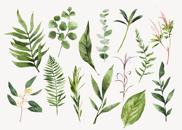 Conjunto vectorial de elementos de collage de hoja verde de acuarela