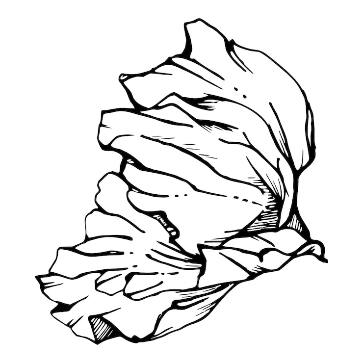 Vector conjunto vectorial de elementos con flores de amapola de peonía dibujadas a mano aisladas en fondo blanco botánico