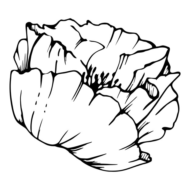Conjunto vectorial de elementos con flores de amapola de peonía dibujadas a mano aisladas en fondo blanco botánico