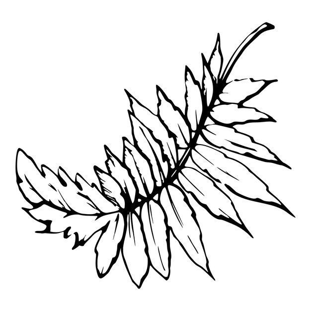 Conjunto vectorial de elementos con hojas de amapola de verano dibujadas a mano aisladas sobre un fondo botánico blanco