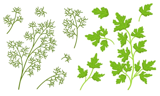 Conjunto vectorial de eneldo y perejil aislados sobre fondo blanco Producto ecológico