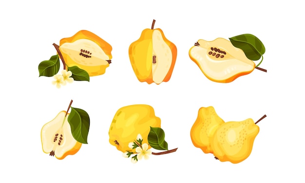 Conjunto vectorial entero y dividido por la mitad de la fruta de Quince Pome