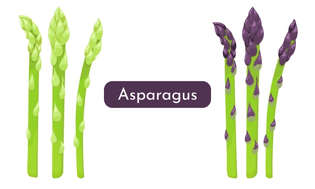 Conjunto vectorial de espárragos coloridos aislados sobre un fondo blanco Producto ecológico Alimento vegetariano