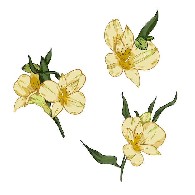 Conjunto vectorial de flores de alstroemeria aisladas sobre fondo blanco