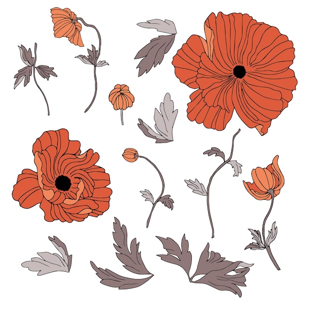 Conjunto vectorial de flores de amapola con hojas Ilustración botánica