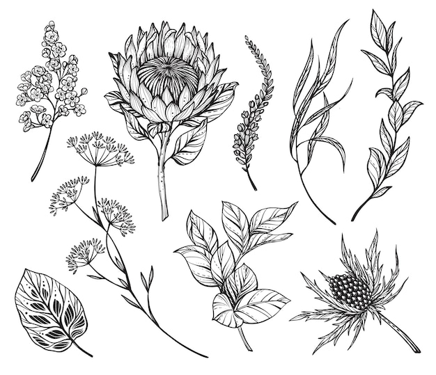 Conjunto vectorial de flores en blanco y negro, hierbas proteicas, hierbas y hojas aisladas en fondo blanco