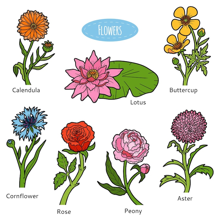 Vector conjunto vectorial de flores, colección natural de color