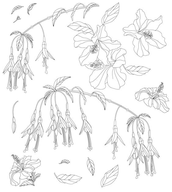 Conjunto vectorial de flores y hojas exóticas, ilustración botánica